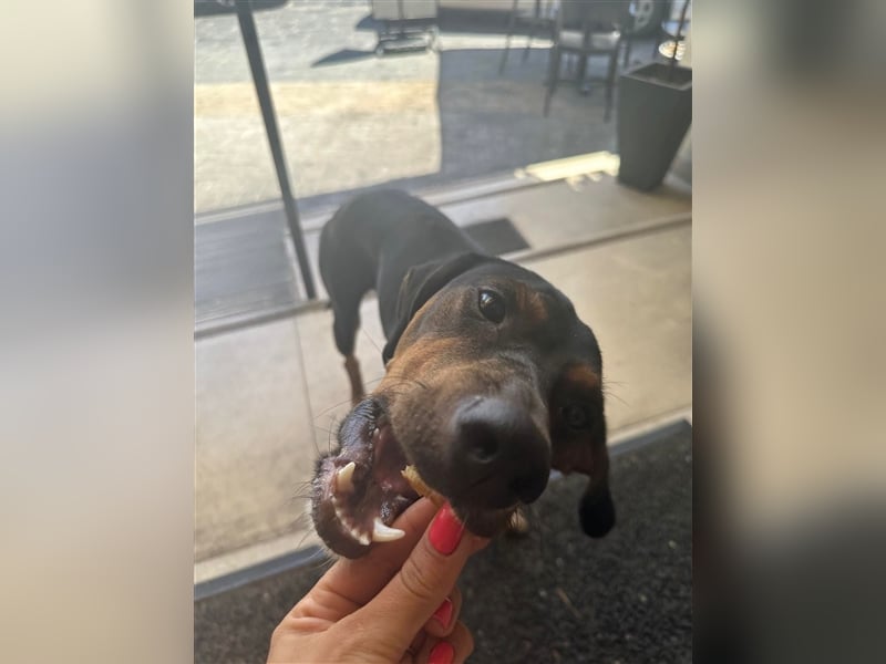 Chap sucht sein zu Hause!❤️