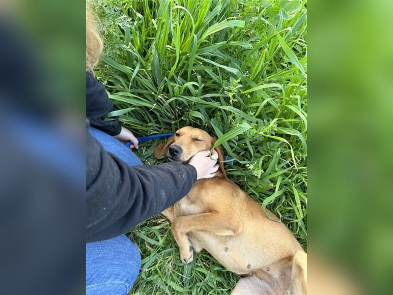 Ciara sucht ihr zu Hause! ❤️