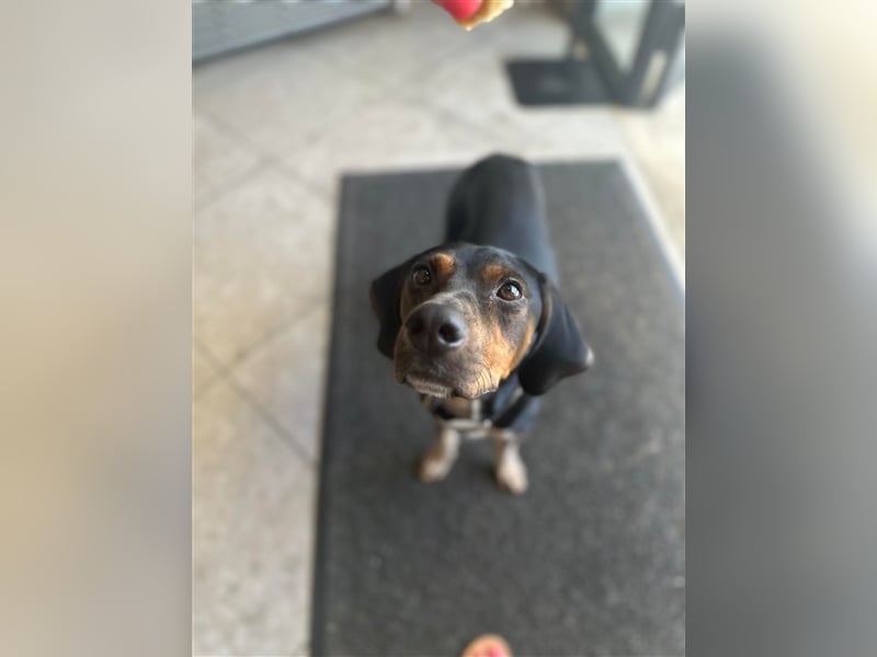 Chap sucht sein zu Hause!❤️