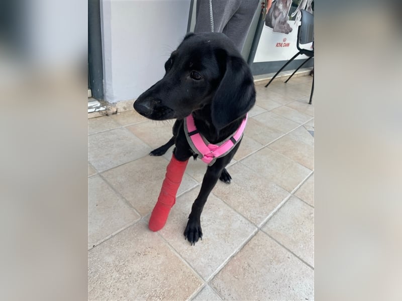 Sofita sucht ihr zu Hause! ❤️