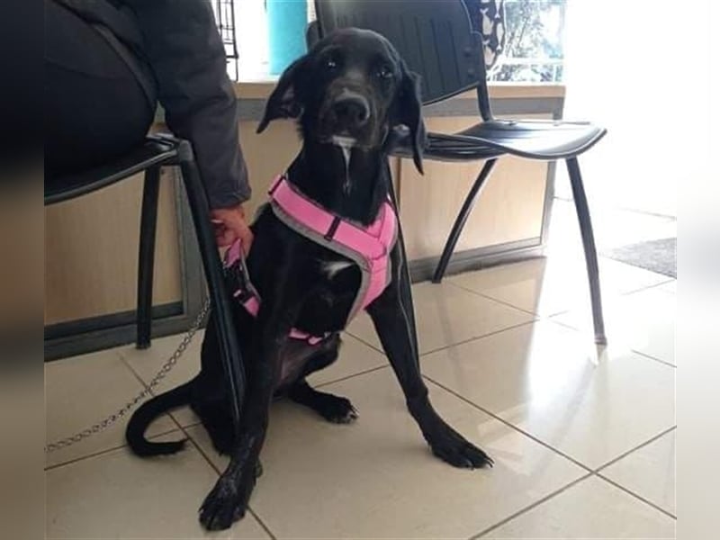 Sofita sucht ihr zu Hause! ❤️