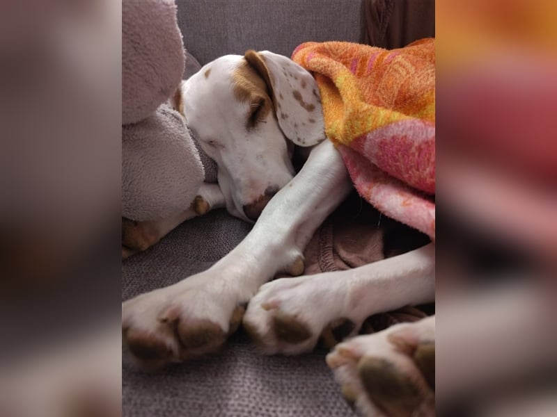 Rocky sucht sein zu Hause!❤️