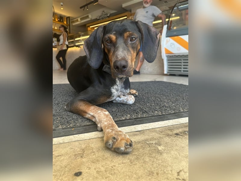 Chap sucht sein zu Hause!❤️