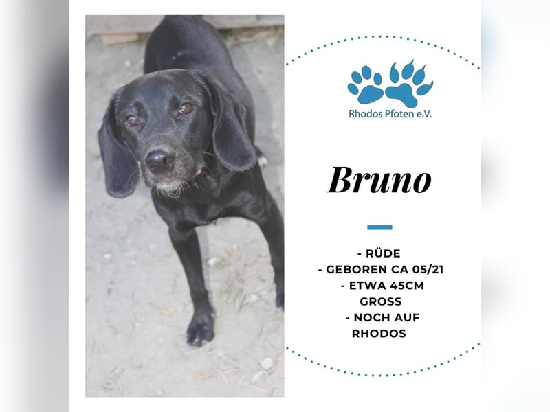 Bruno sucht sein zu Hause! ❤️