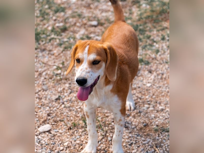 Sammy sucht sein zu Hause! ❤️