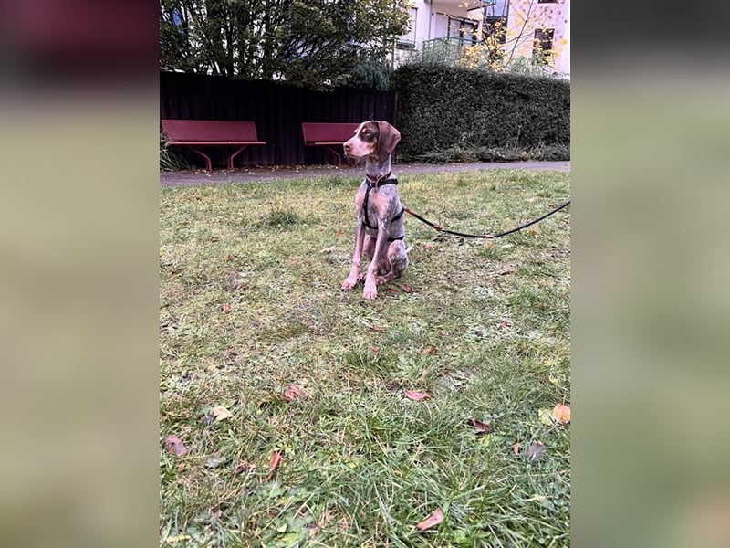 Willie sucht sein zu Hause ! ❤️