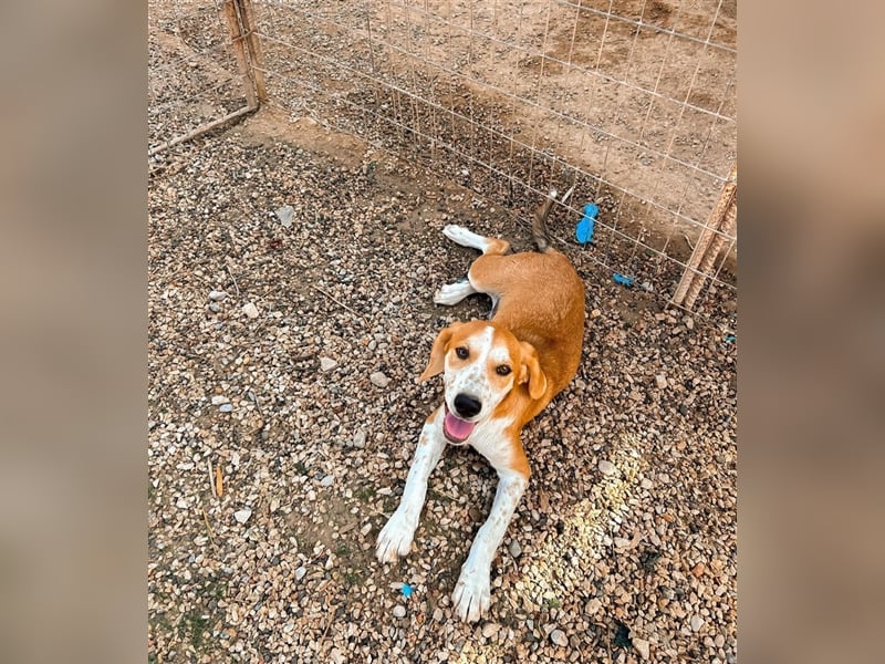 Sammy sucht sein zu Hause! ❤️