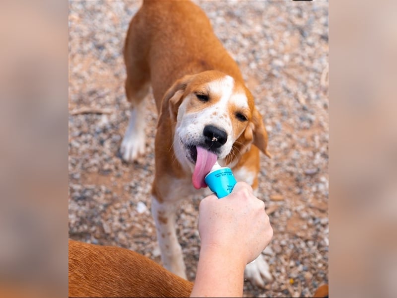 Sammy sucht sein zu Hause! ❤️