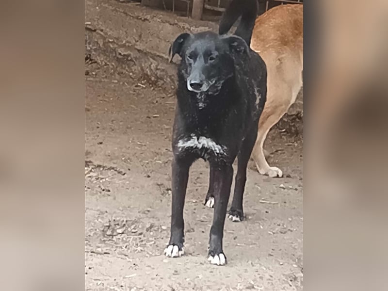 Süße Hundemaus Floki sucht ihr Zuhause