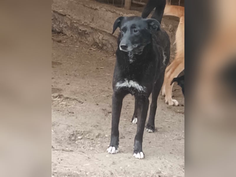 Süße Hundemaus Floki sucht ihr Zuhause