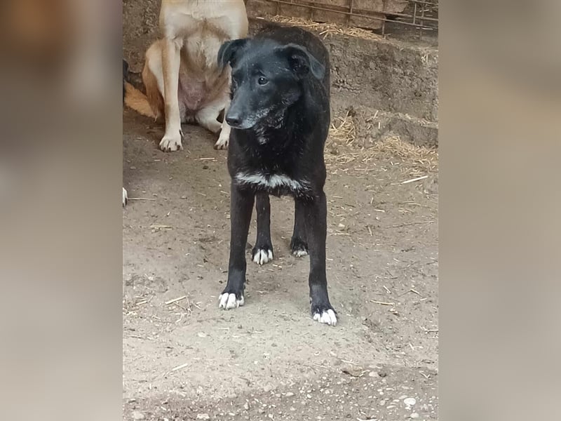 Süße Hundemaus Floki sucht ihr Zuhause