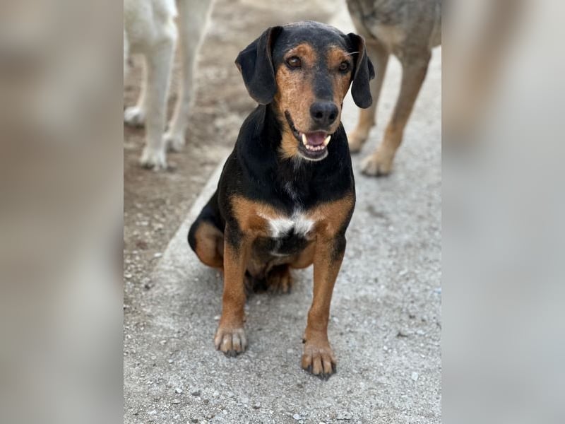 Carl, geb. ca. 05/2021, lebt in GRIECHENLAND, im städt. Tierheim Serres