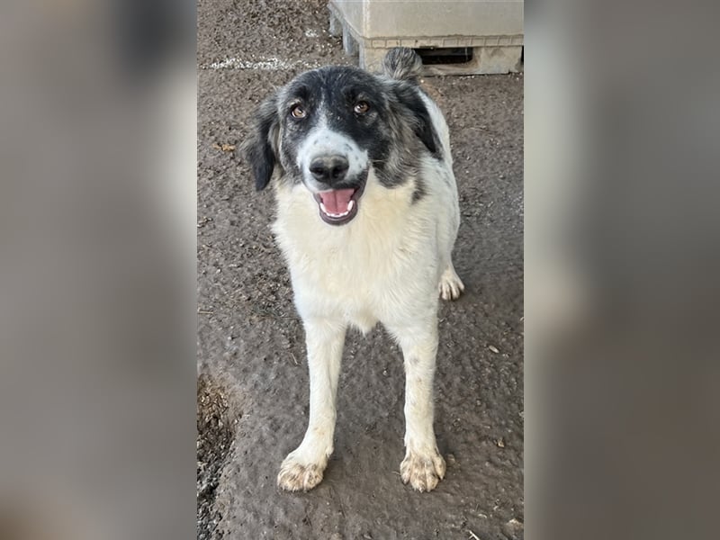 Hoya, geb. ca. 04/2022, lebt in GRIECHENLAND, im städt. Tierheim Serres