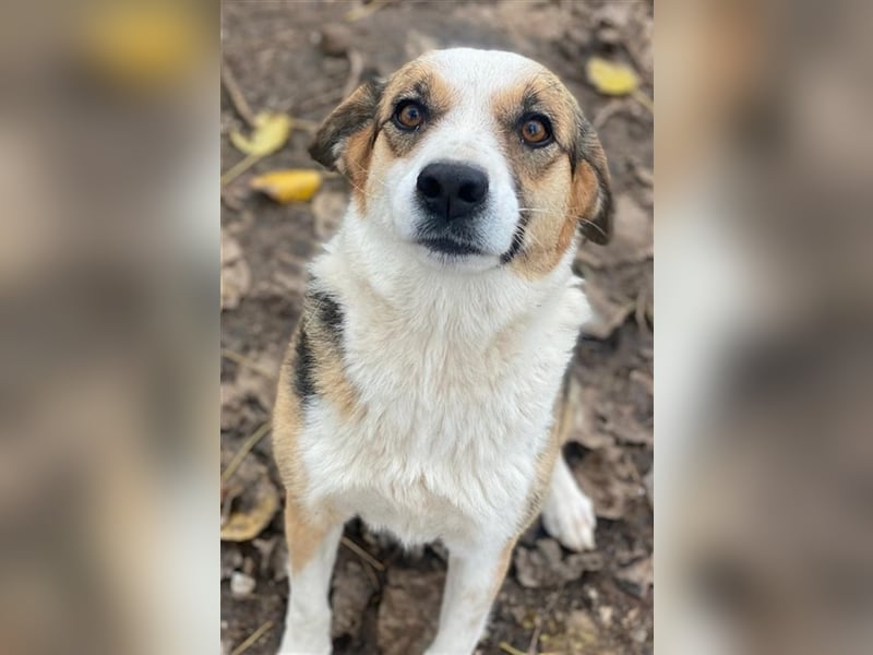 Miraya, geb. ca. 08/2020, lebt in GRIECHENLAND, im städt. Tierheim Serres