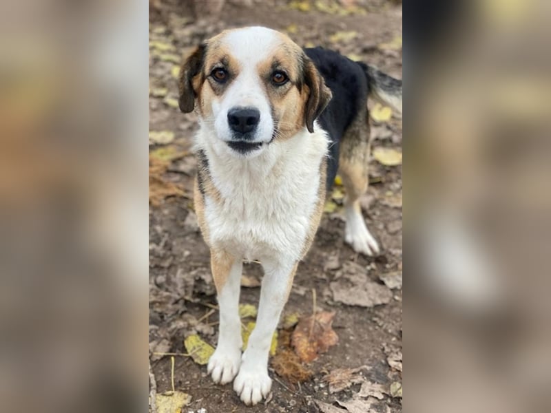 Miraya, geb. ca. 08/2020, lebt in GRIECHENLAND, im städt. Tierheim Serres