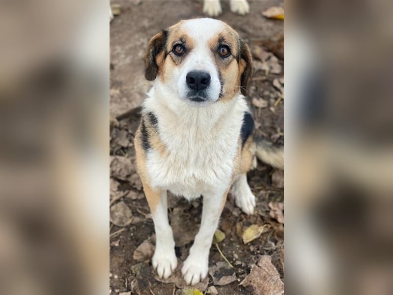 Miraya, geb. ca. 08/2020, lebt in GRIECHENLAND, im städt. Tierheim Serres