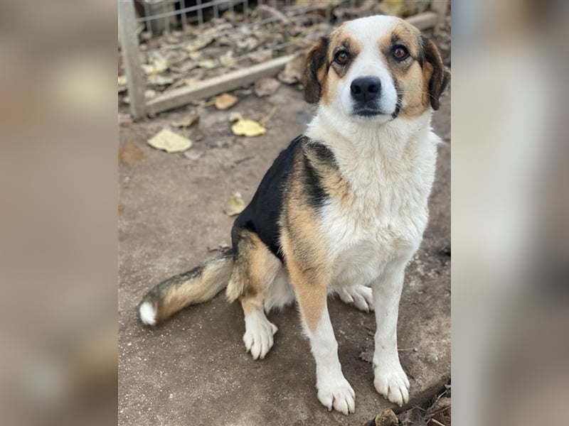 Miraya, geb. ca. 08/2020, lebt in GRIECHENLAND, im städt. Tierheim Serres