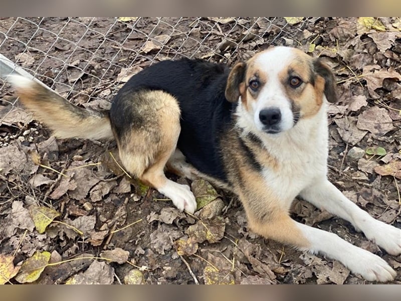 Miraya, geb. ca. 08/2020, lebt in GRIECHENLAND, im städt. Tierheim Serres