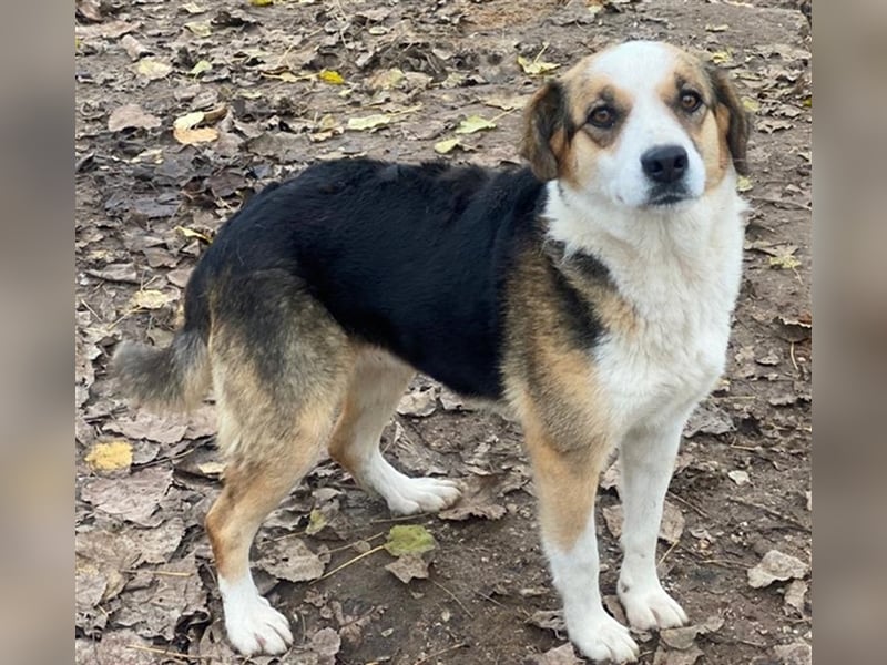 Miraya, geb. ca. 08/2020, lebt in GRIECHENLAND, im städt. Tierheim Serres
