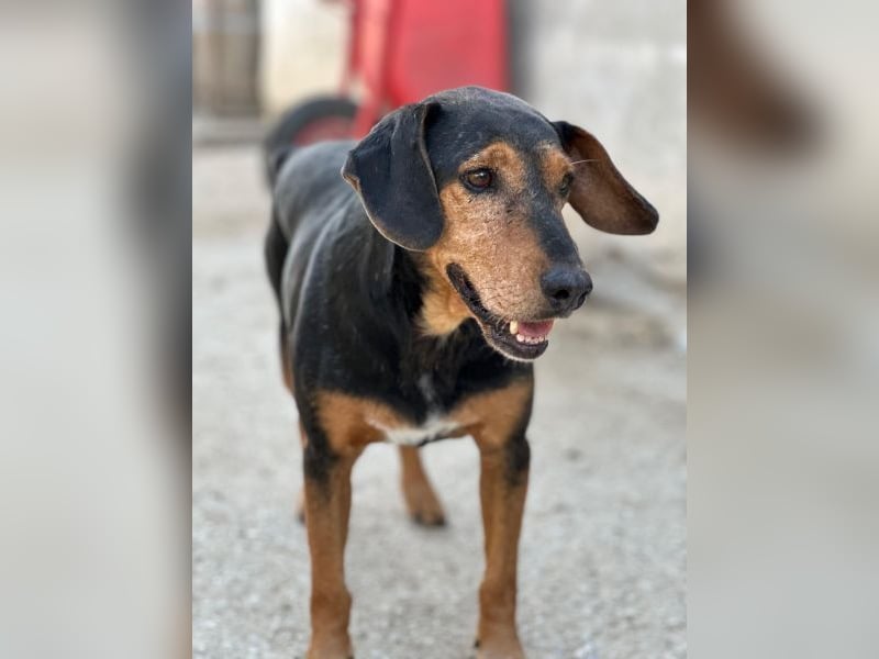 Carl, geb. ca. 05/2021, lebt in GRIECHENLAND, im städt. Tierheim Serres