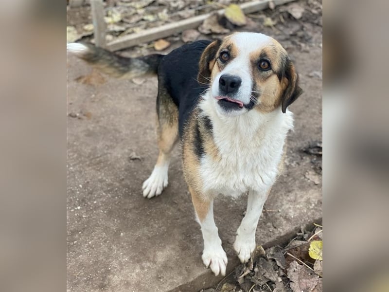 Miraya, geb. ca. 08/2020, lebt in GRIECHENLAND, im städt. Tierheim Serres