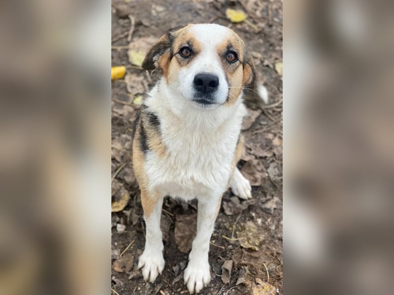 Miraya, geb. ca. 08/2020, lebt in GRIECHENLAND, im städt. Tierheim Serres