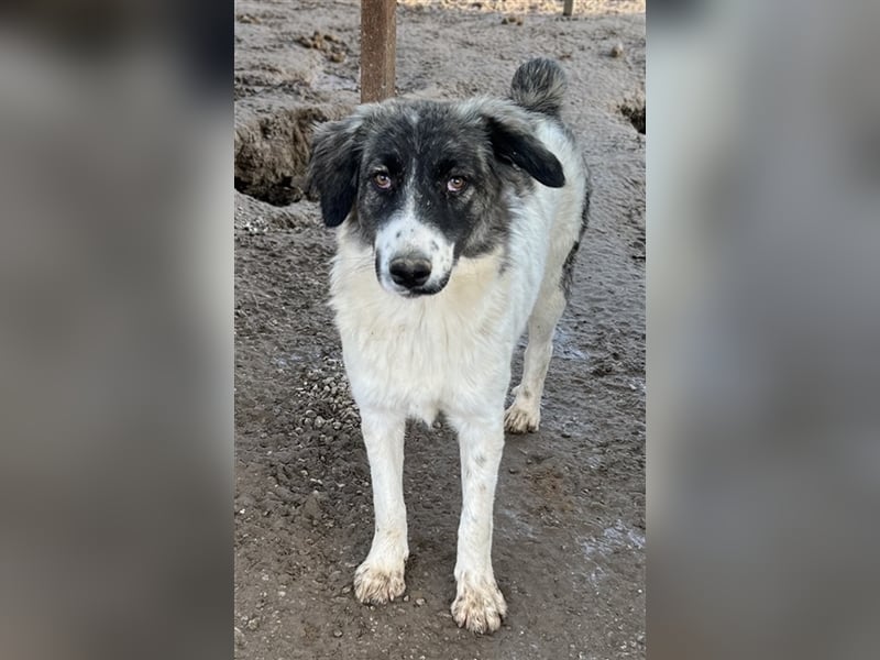 Hoya, geb. ca. 04/2022, lebt in GRIECHENLAND, im städt. Tierheim Serres