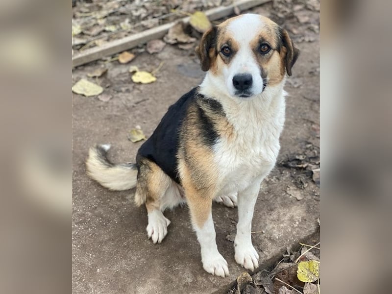 Miraya, geb. ca. 08/2020, lebt in GRIECHENLAND, im städt. Tierheim Serres