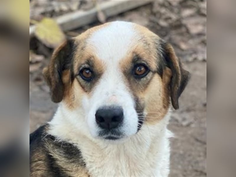 Miraya, geb. ca. 08/2020, lebt in GRIECHENLAND, im städt. Tierheim Serres