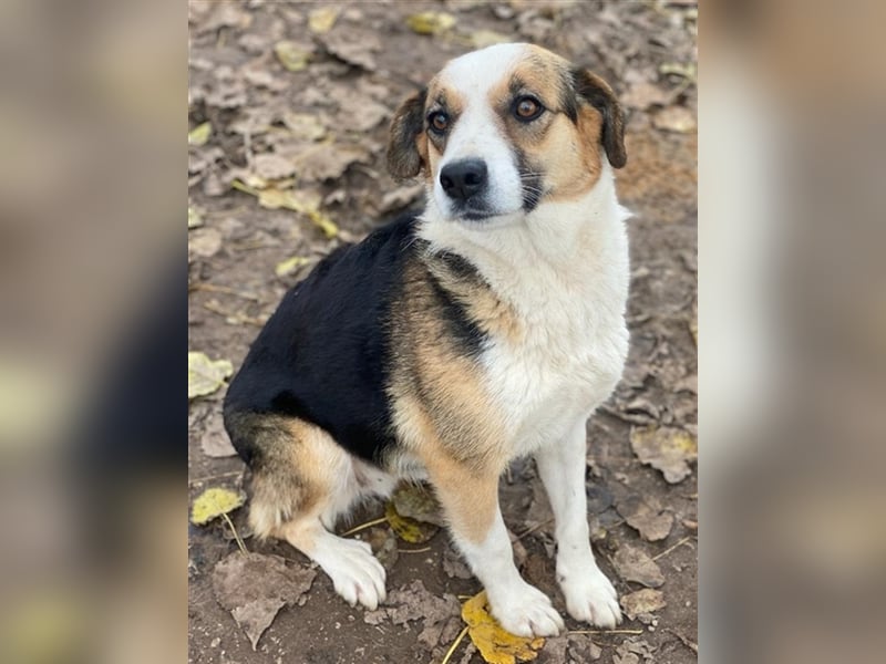 Miraya, geb. ca. 08/2020, lebt in GRIECHENLAND, im städt. Tierheim Serres