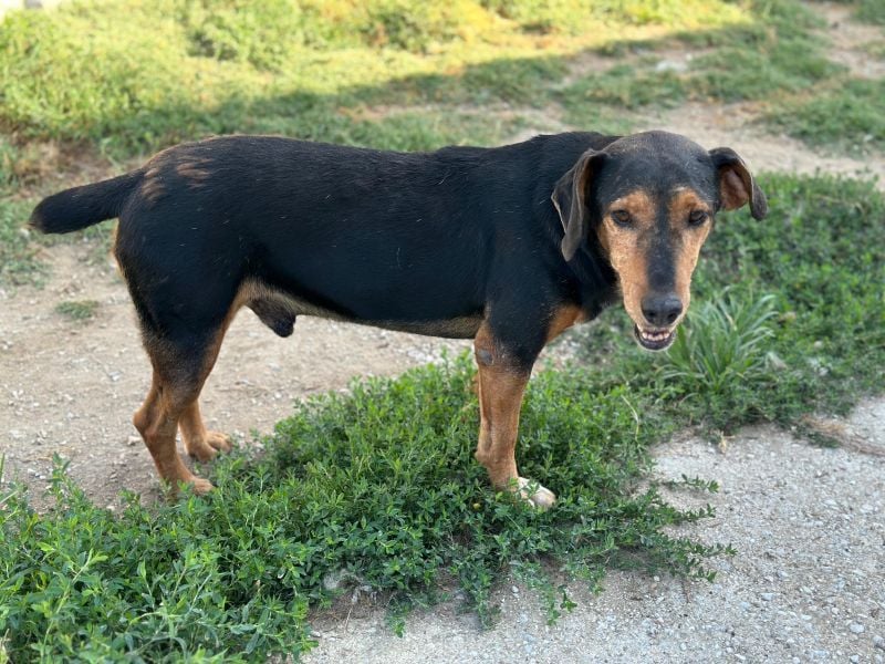 Carl, geb. ca. 05/2021, lebt in GRIECHENLAND, im städt. Tierheim Serres