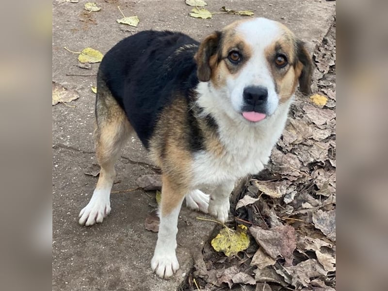 Miraya, geb. ca. 08/2020, lebt in GRIECHENLAND, im städt. Tierheim Serres