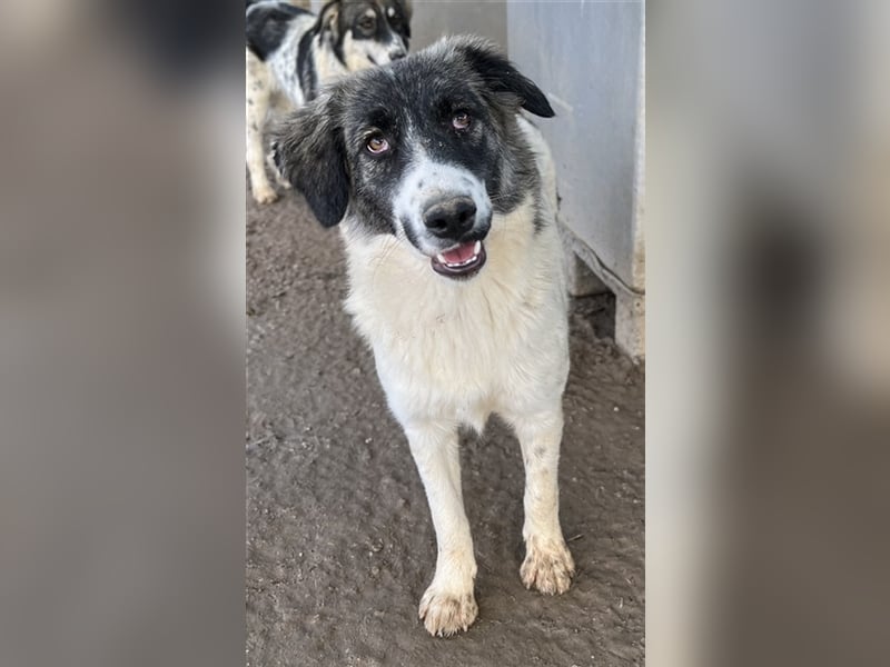 Hoya, geb. ca. 04/2022, lebt in GRIECHENLAND, im städt. Tierheim Serres