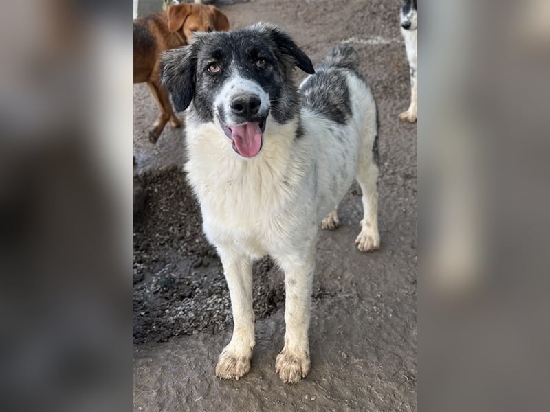 Hoya, geb. ca. 04/2022, lebt in GRIECHENLAND, im städt. Tierheim Serres