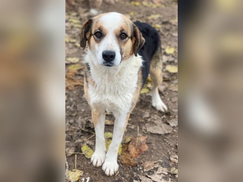 Miraya, geb. ca. 08/2020, lebt in GRIECHENLAND, im städt. Tierheim Serres