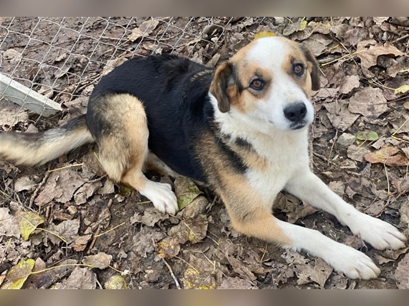 Miraya, geb. ca. 08/2020, lebt in GRIECHENLAND, im städt. Tierheim Serres