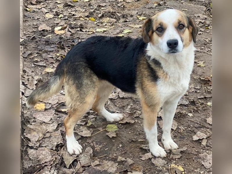 Miraya, geb. ca. 08/2020, lebt in GRIECHENLAND, im städt. Tierheim Serres