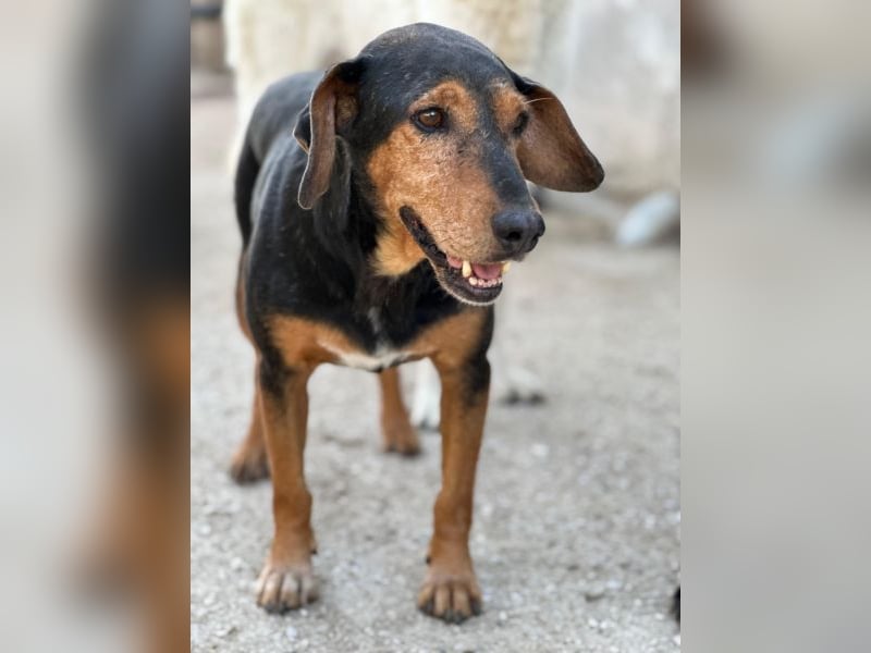Carl, geb. ca. 05/2021, lebt in GRIECHENLAND, im städt. Tierheim Serres