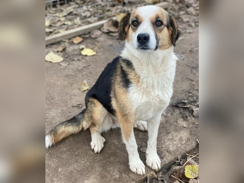 Miraya, geb. ca. 08/2020, lebt in GRIECHENLAND, im städt. Tierheim Serres