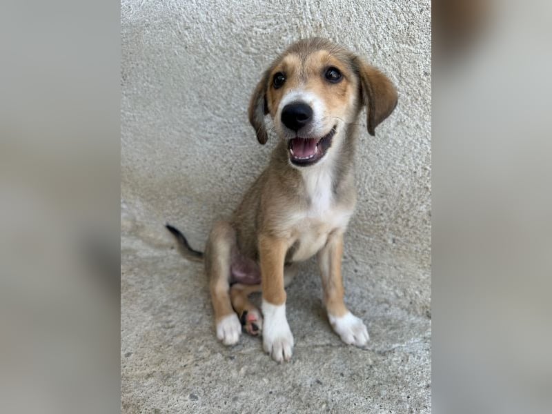 Louis, geb. ca. 04/2026, lebt in GRIECHENLAND, im städt. Tierheim Serres
