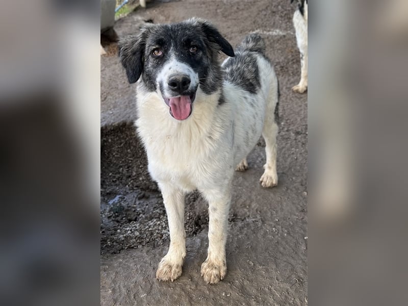 Hoya, geb. ca. 04/2022, lebt in GRIECHENLAND, im städt. Tierheim Serres