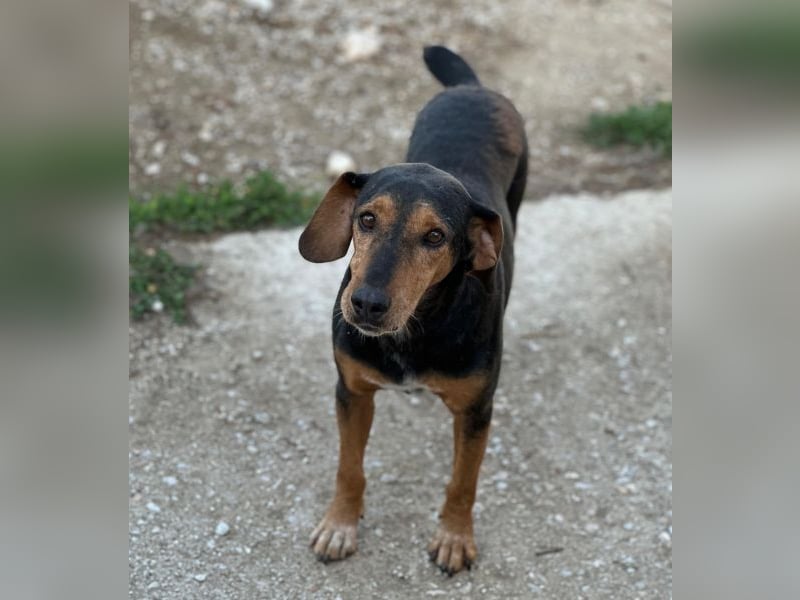 Carl, geb. ca. 05/2021, lebt in GRIECHENLAND, im städt. Tierheim Serres