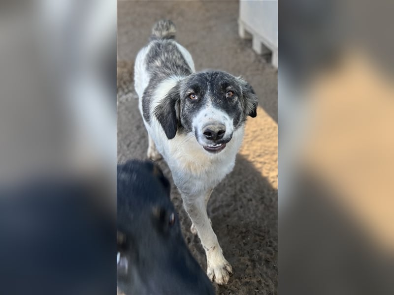 Hoya, geb. ca. 04/2022, lebt in GRIECHENLAND, im städt. Tierheim Serres