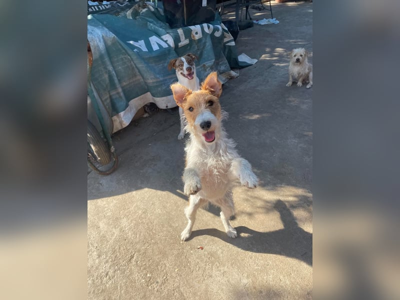 Foxy sucht liebevolles zu Hause