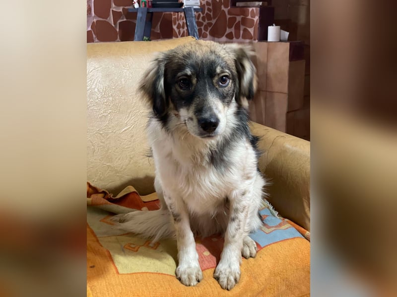 Max sucht liebevolles zu Hause