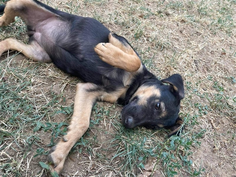 Kuschlerin Cheeky sucht Couchplatz