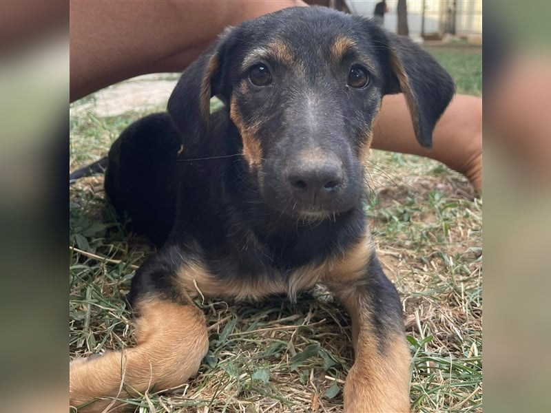 Kuschlerin Cheeky sucht Couchplatz
