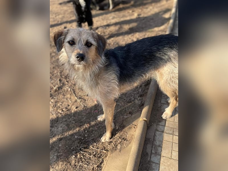 Puia sucht liebevolles zu Hause