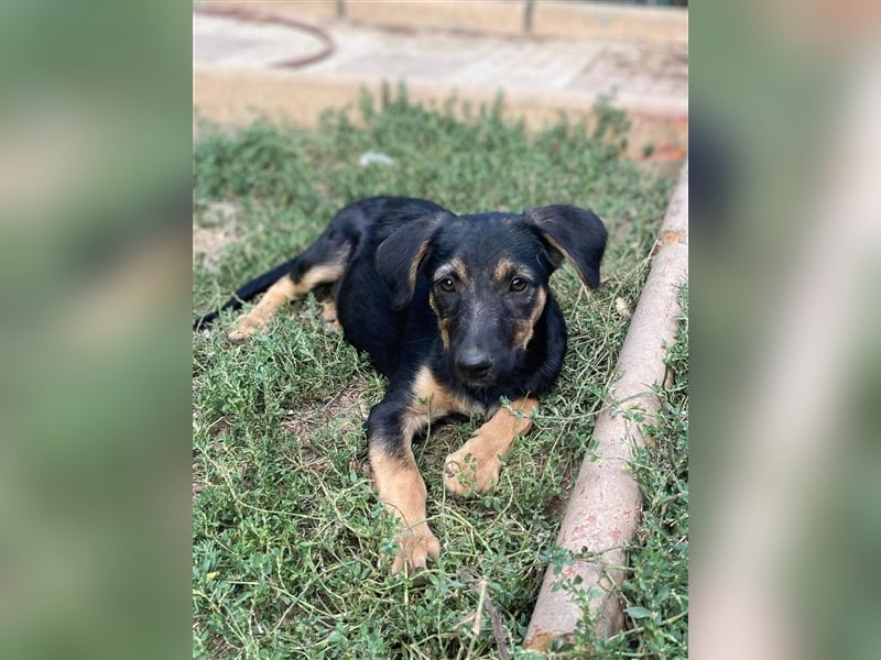 Kuschlerin Cheeky sucht Couchplatz