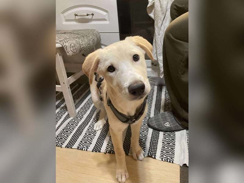 Emma sucht liebevolle zu Hause